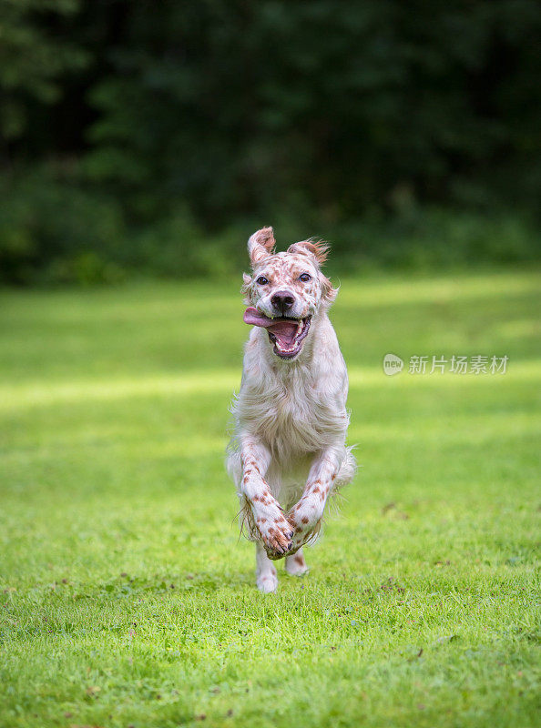 挪威，英国塞特犬冲向镜头