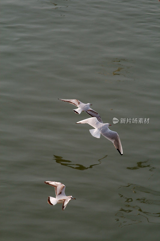 海鸥