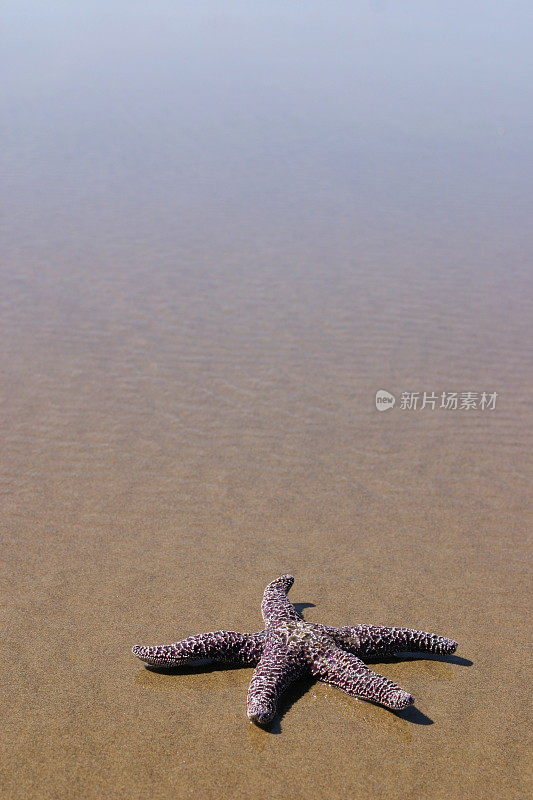 海滩上的海星