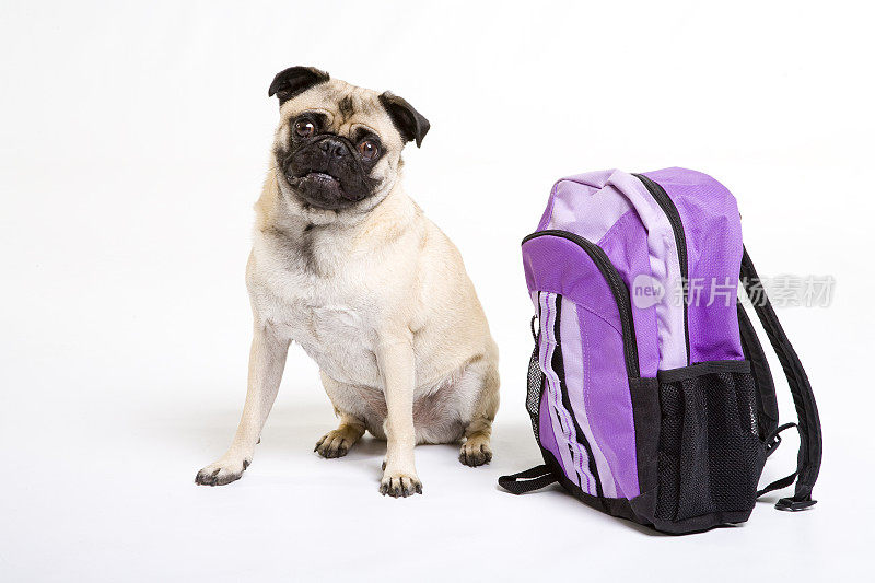 帕格和紫色的背包