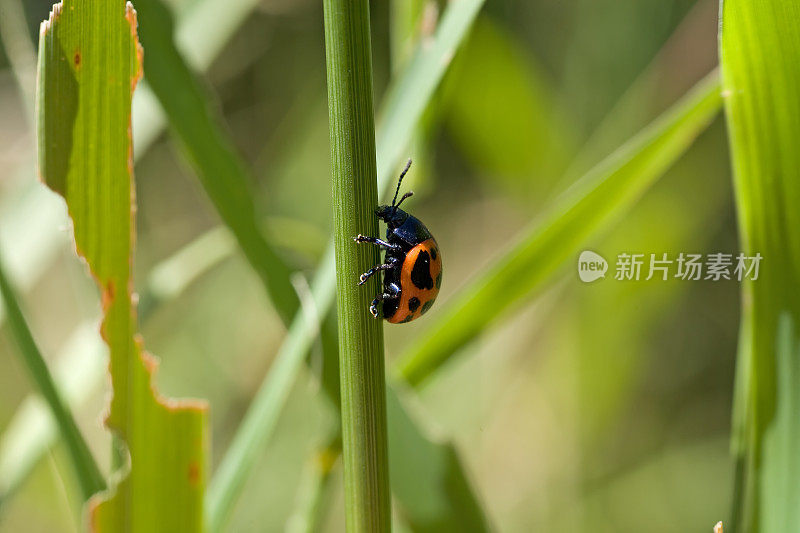 橙色的甲虫