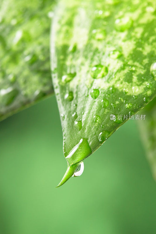 带雨滴的叶子