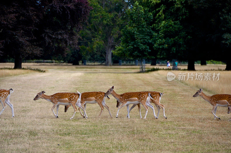 英国Holkham公园的鹿