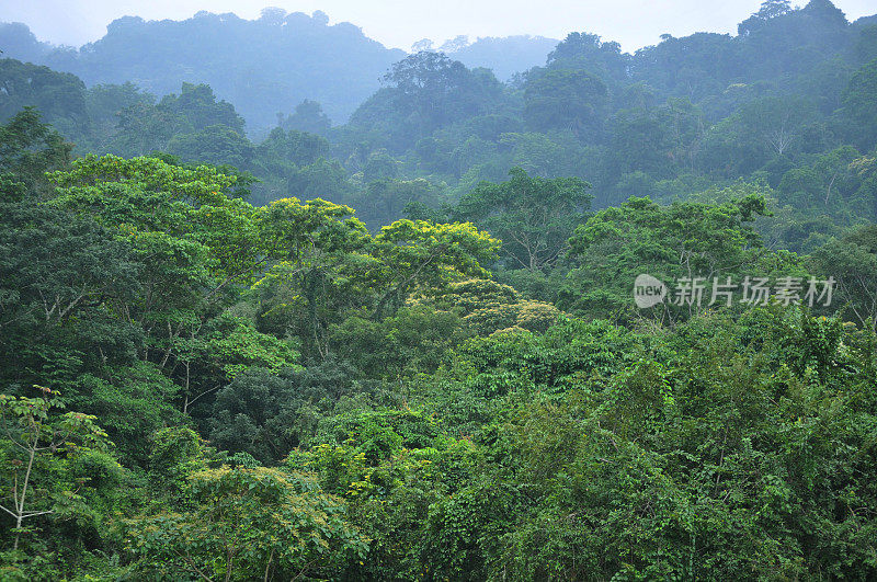 一张热带雨林树冠的鸟瞰图