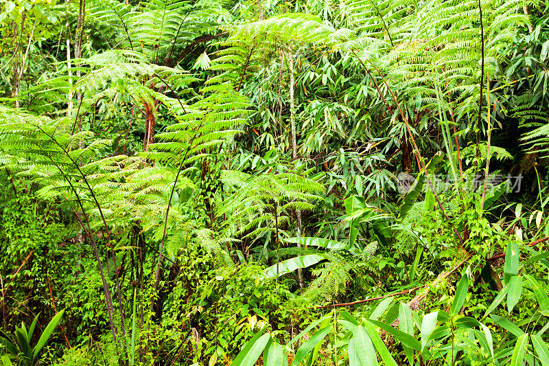 热带雨林中的大蕨