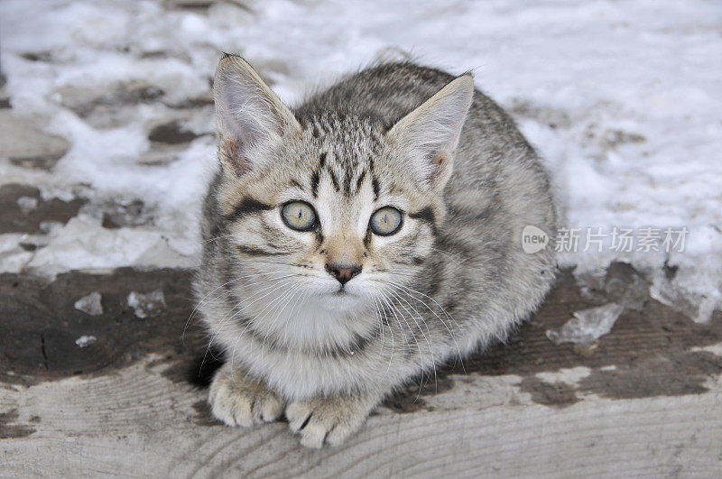 小猫坐在外面的雪里