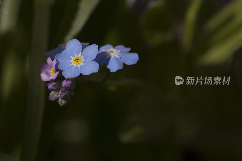 勿忘我花和花蕾