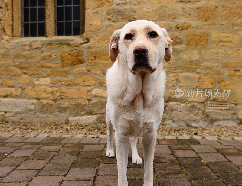 拉布拉多寻回犬