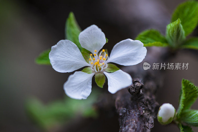 草地上的花