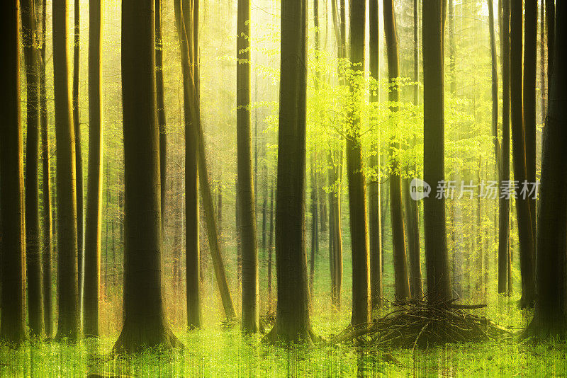 模糊运动的绿色森林的抽象剪影