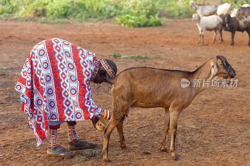 年轻的马赛妇女在给山羊挤奶。