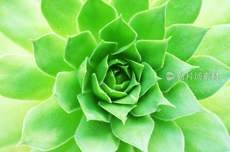 肉质植物的特写