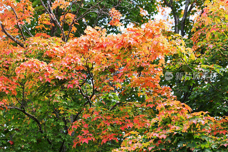 秋天五颜六色的枫树