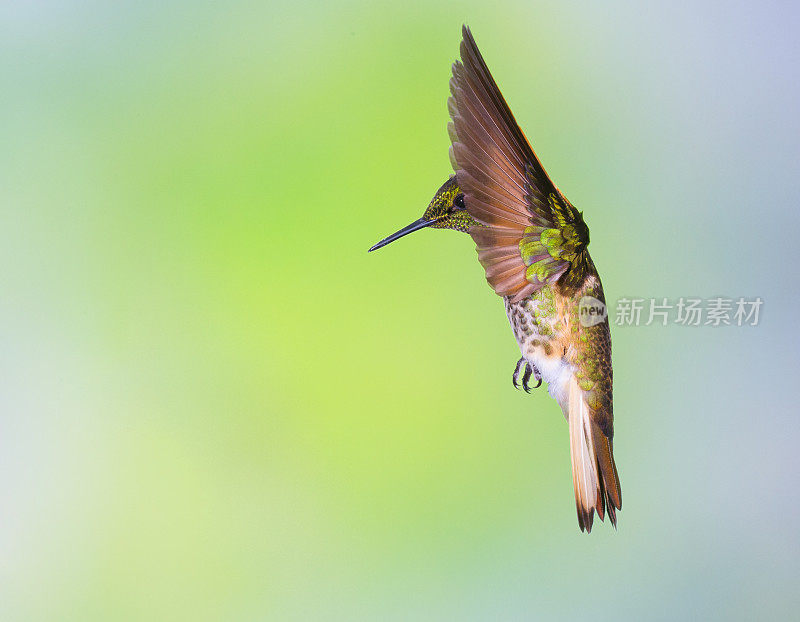 蜂鸟，黄尾冠鸟