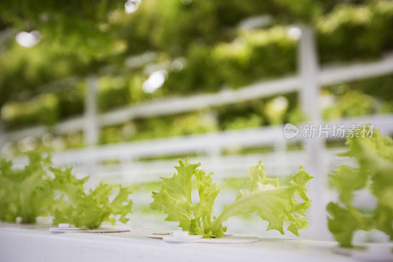 在室内种植莴苣