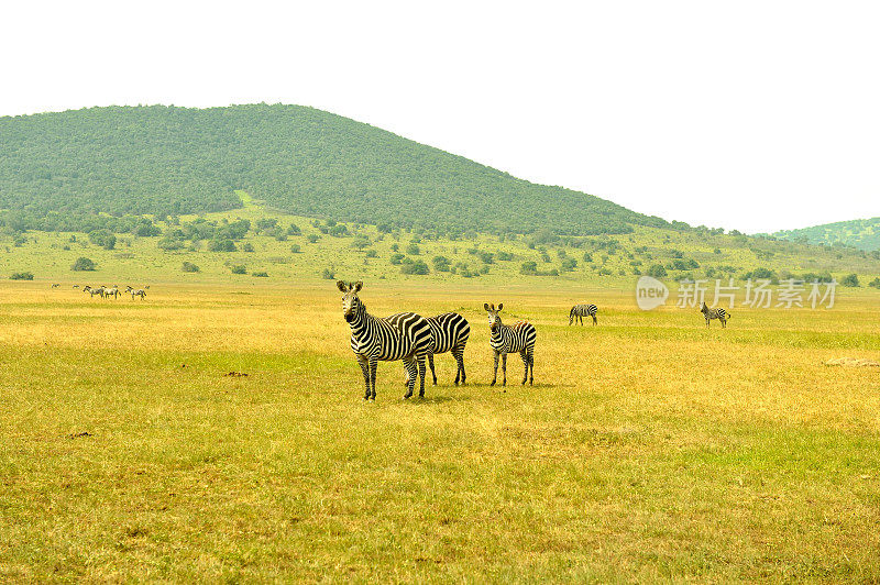 卢旺达:阿卡格拉国家公园的斑马