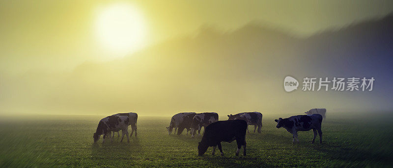 日出时草地上的牛