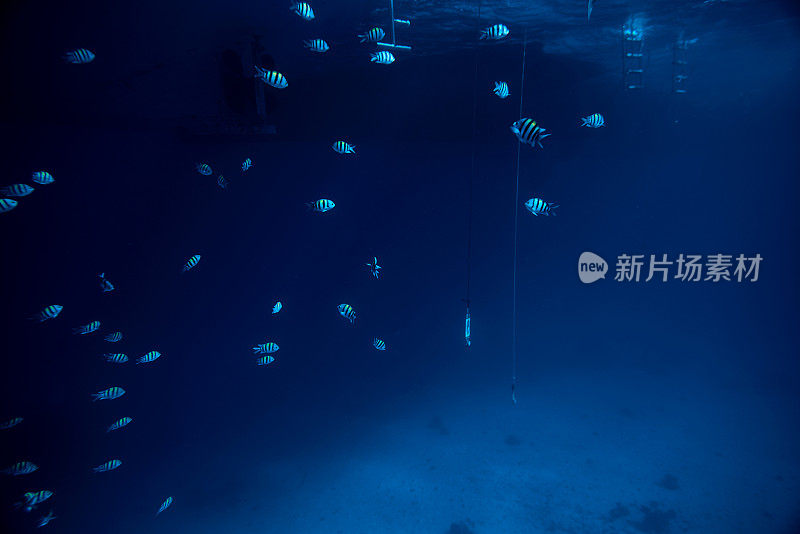 热带鱼在水下游动，海洋生物为背景