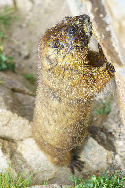 土拨鼠