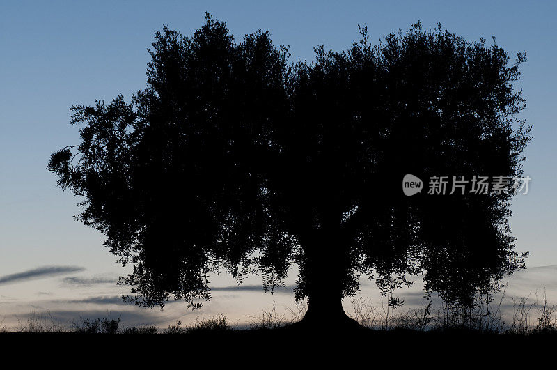 黄昏的橄榄树