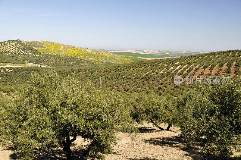 西班牙安达卢西亚的橄榄林和油菜田。