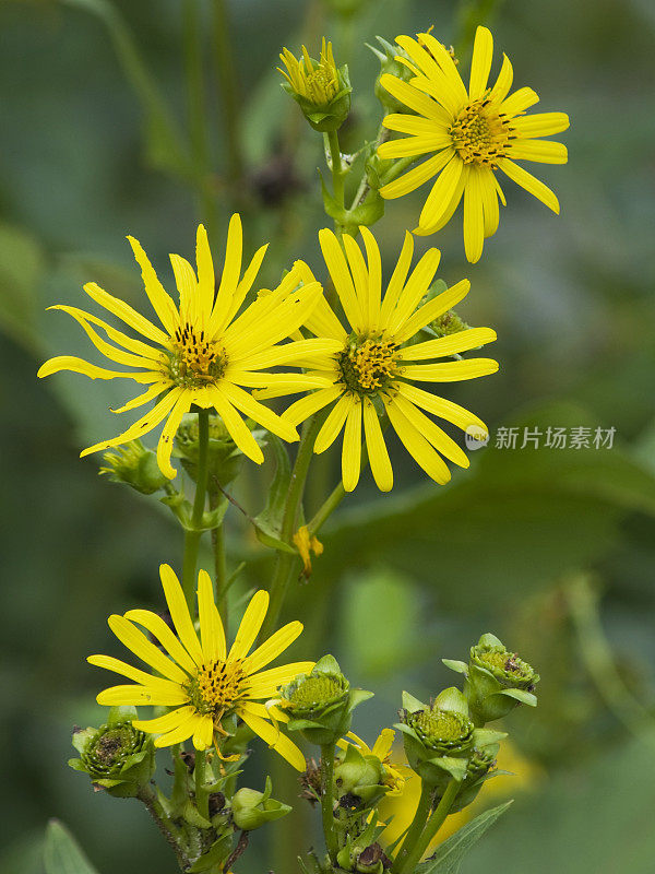 爱荷华州松香草，松香草