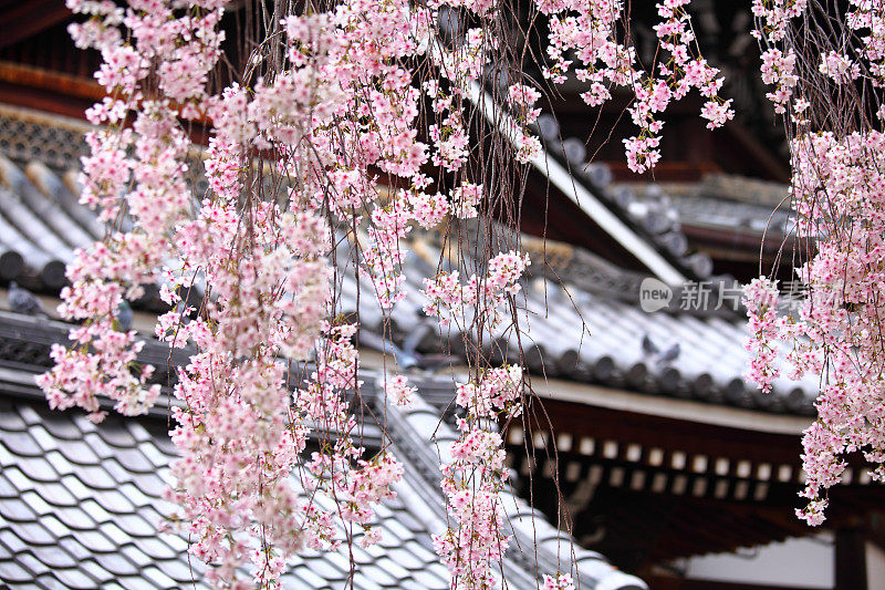 樱花，日本的樱花