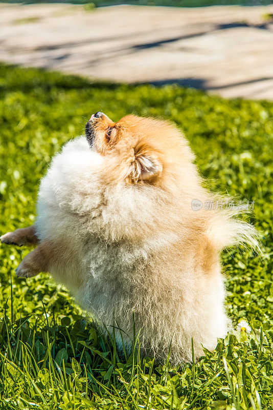 美丽的雌性博美犬