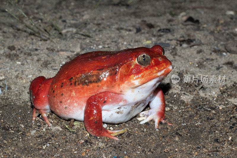 马达加斯加马鲁安采特拉岛巨大的野生番茄蛙