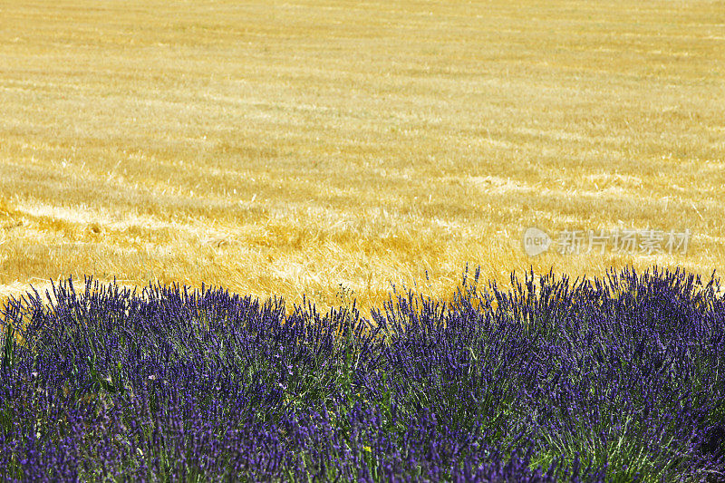 普罗旺斯美丽的风景，薰衣草玉米田，在后面