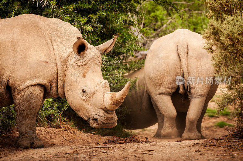 南非的两头白犀牛