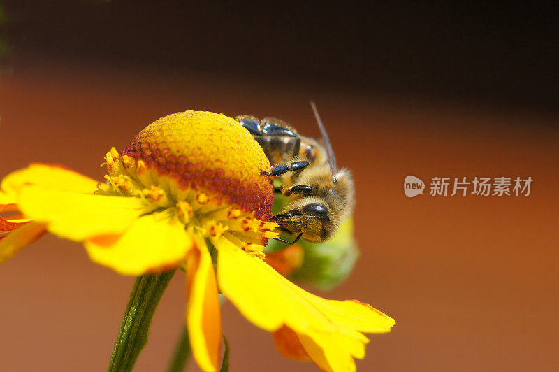 蜜蜂在helenium