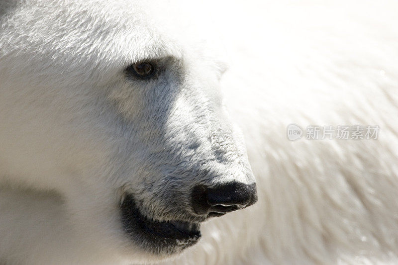 北极熊担心全球变暖