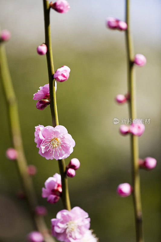 梅花