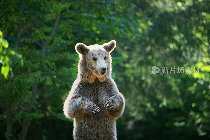 熊在森林