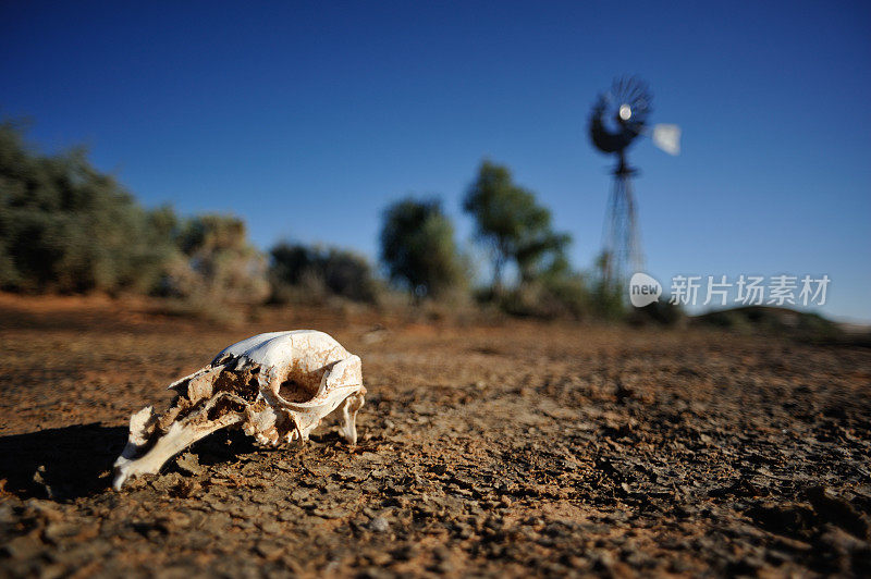 澳大利亚内陆沙漠中的袋鼠骨