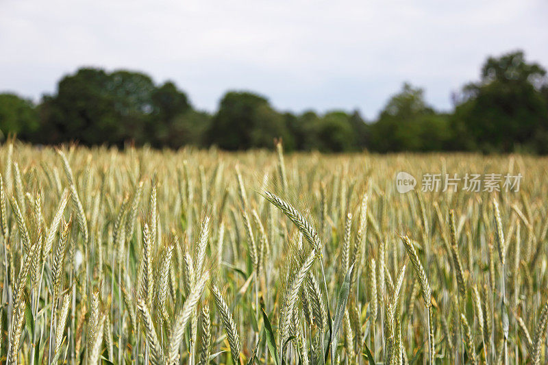 麦田