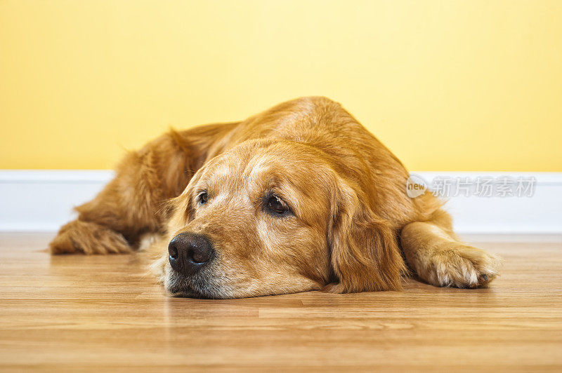 金毛猎犬躺在地上等着