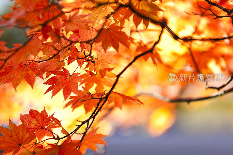 充满活力的秋天的颜色