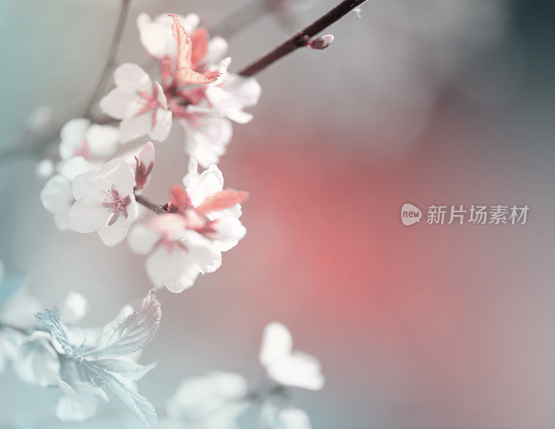 美丽的春天的花朵