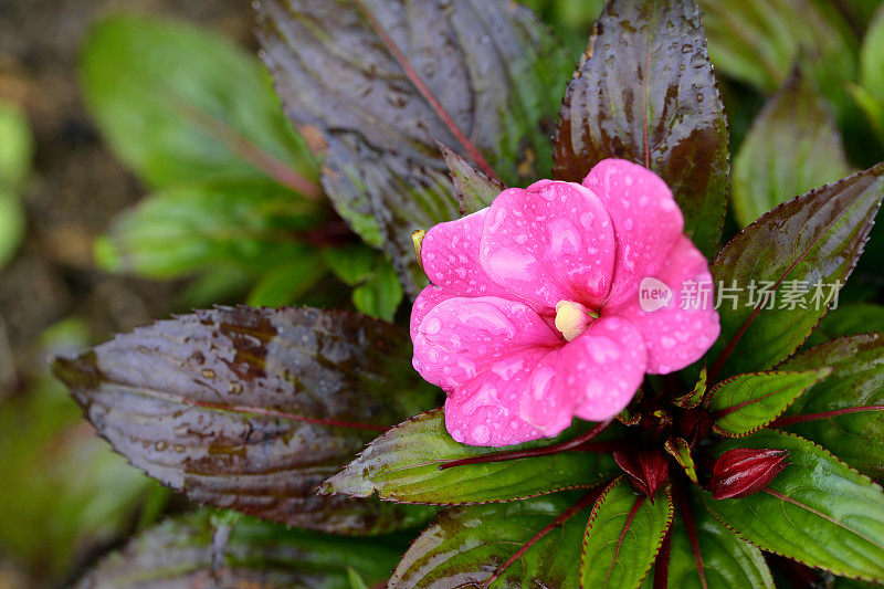 凤仙花(忙丽萃)特写