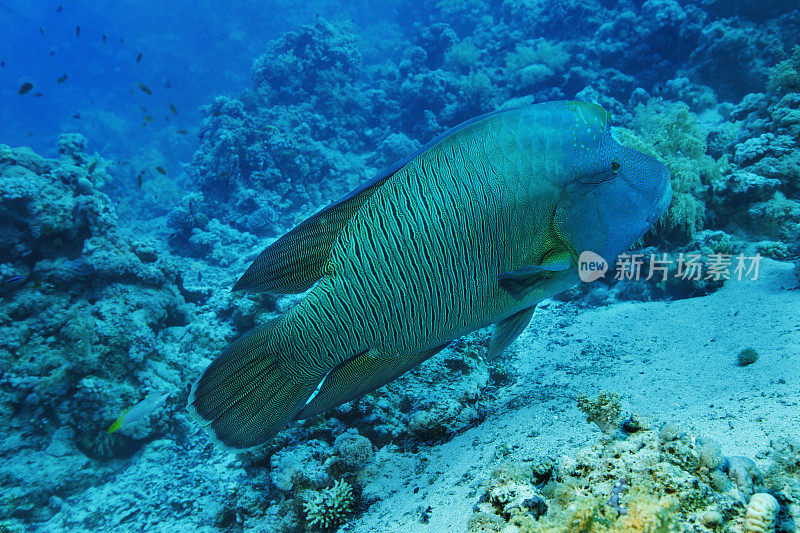 拿破仑鱼水下海洋生物珊瑚礁