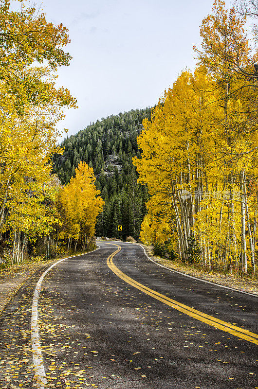 穿越科罗拉多落基山脉的白杨树的道路