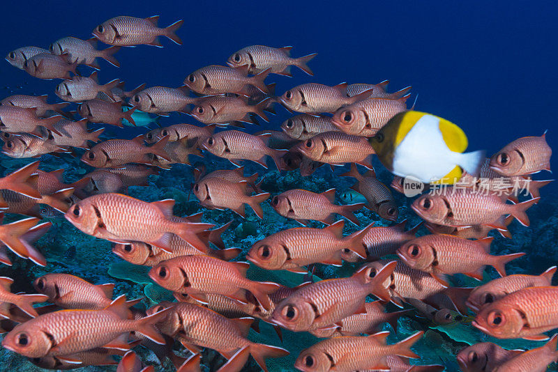 士兵鱼——帕劳，密克罗尼西亚