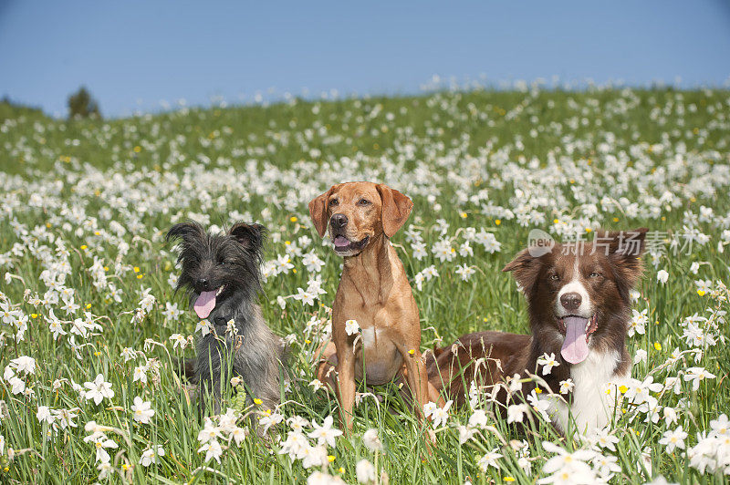 一群可爱的狗在花丛中