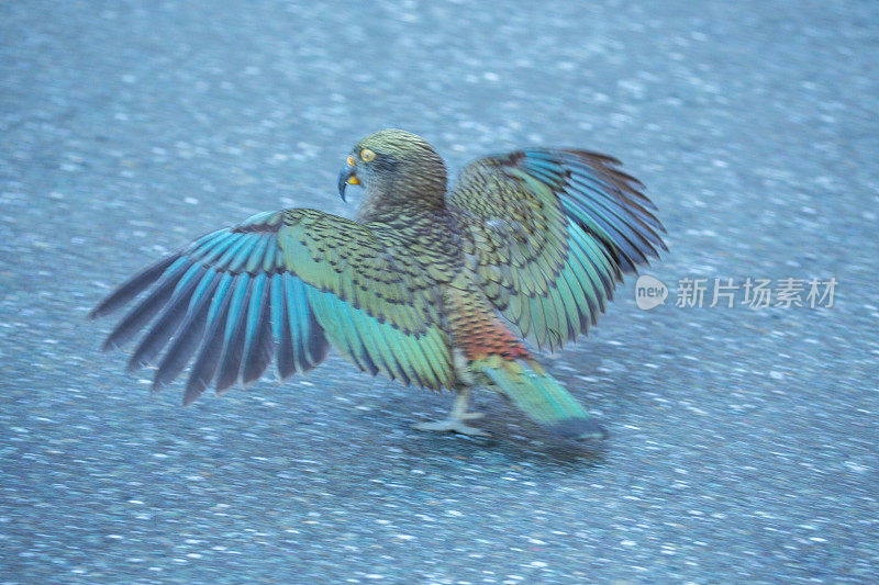 Kea，高山鹦鹉，产自新西兰