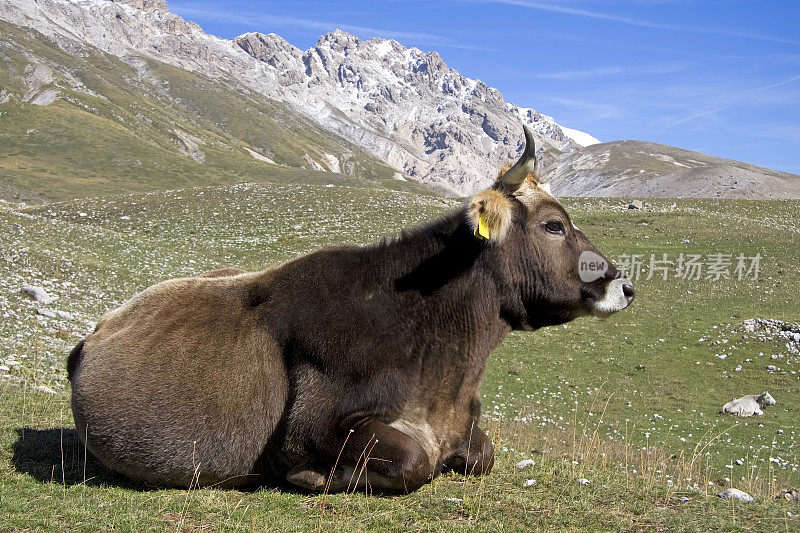 奶牛在粗糙的山草上休息