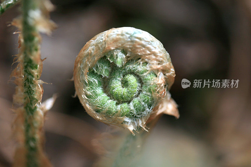 蕨类植物船首饰