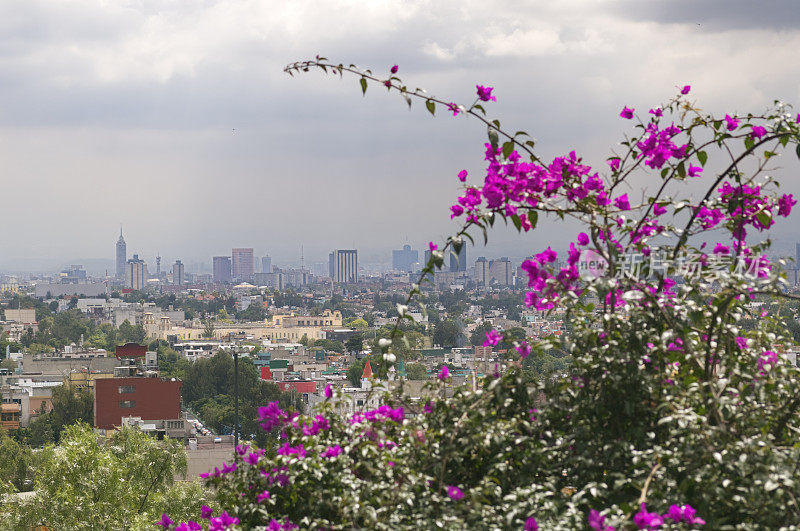 紫色的九重葛花和墨西哥城的景色