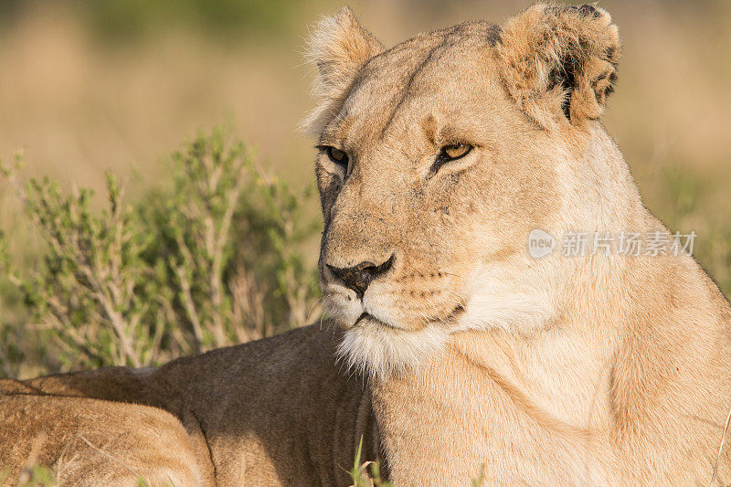 躺下的母狮，马赛马拉，肯尼亚